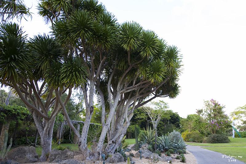 20080424_183446 D3 P.jpg - Fairchild Garden